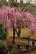 Вишня дрібнопильчаста &lsquo;Kiku-Shidare-Zakura&rsquo; (Prunus serrulata Kiku-shidare) 01.013.065 фото 1