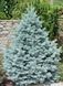 Ялина колюча блакитна Маджестік Блю (Picea pungens Majestic Blue) 02.002.235 фото 1