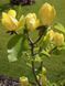Магнолія бруклінська &rsquo;Yellow Bird&rsquo; (Magnolia brooklynensis Yellow Bird) 01.003.055 фото 1