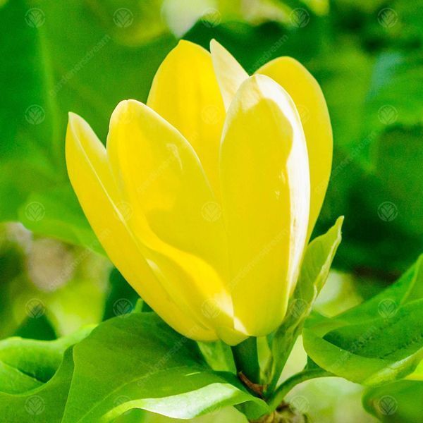 Магнолія бруклінська &rsquo;Yellow Bird&rsquo; (Magnolia brooklynensis Yellow Bird) 01.003.055 фото