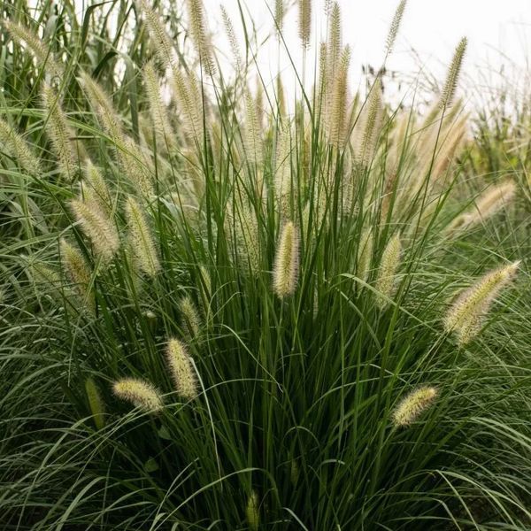 Пенісетум лисохвостовий 'Foxtrot'(Pennisetum alopecuroides Foxtrot) 03.013.018 фото