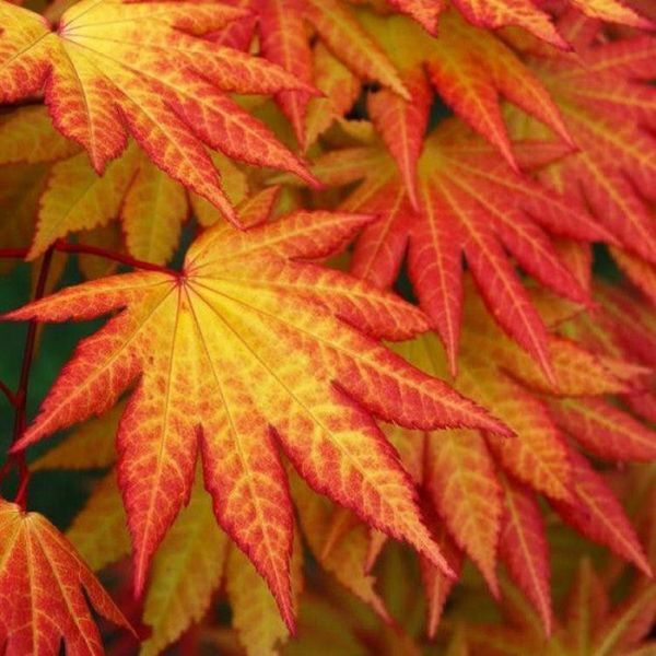 Клен японський Аутумн Моон (Acer shirasawanum Autumn Moon) 01.001.121 фото