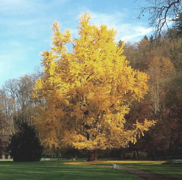 Ґінкго дволопатеве (Ginkgo biloba) 01.010.017 фото