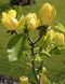 Магнолія бруклінська &rsquo;Yellow Bird&rsquo; (Magnolia brooklynensis Yellow Bird) 01.003.055 фото 2