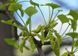 Ґінкго дволопатеве (Ginkgo biloba) 01.010.017 фото 4
