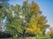 Ґінкго дволопатеве (Ginkgo biloba) 01.010.017 фото 1