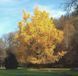 Ґінкго дволопатеве (Ginkgo biloba) 01.010.017 фото 3