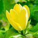 Магнолія бруклінська &rsquo;Yellow Bird&rsquo; (Magnolia brooklynensis Yellow Bird) 01.003.055 фото 3