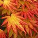 Клен японський Аутумн Моон (Acer shirasawanum Autumn Moon) 01.001.121 фото 2