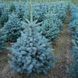 Ялина колюча блакитна Маджестік Блю (Picea pungens Majestic Blue) 02.002.235 фото 2
