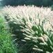 Пенісетум лисохвостовий 'Foxtrot'(Pennisetum alopecuroides Foxtrot) 03.013.018 фото 1
