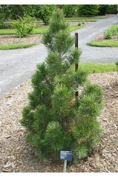 СОСНА БІЛОКОРА 'КОМПАКТ ДЖЕМ' (Pinus leucodermis Compact Gem) 02.003.467 фото