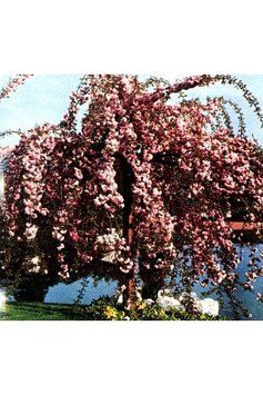 Вишня дрібнопильчаста &lsquo;Kiku-Shidare-Zakura&rsquo; (Prunus serrulata Kiku-shidare) 01.013.025 фото