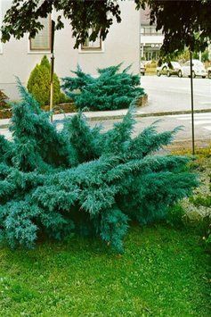 Ялівець середній Пфітцеріана Глаука (Juniperus media Pfitzeriana Glauca) 02.009.096 фото