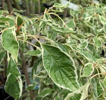 Дерен спірний &rsquo;Variegata&rsquo;(Cornus controversa Variegata) 01.032.001 фото