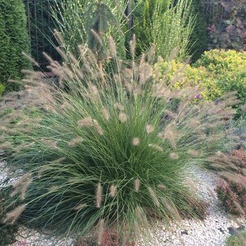Пеннісетум лисохвостий &lsquo;Hameln&rsquo; (Pennisetum alopecuroides Hameln) 03.013.004 фото