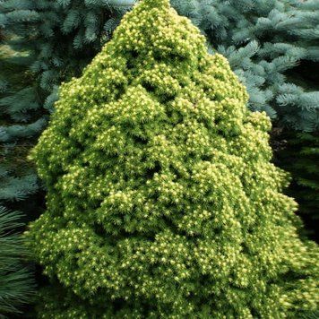 ЯЛИНА КАНАДСЬКА 'РЕЙНБОУЗ ЕНД' (Picea glauca Rainbow's End) 02.002.246 фото