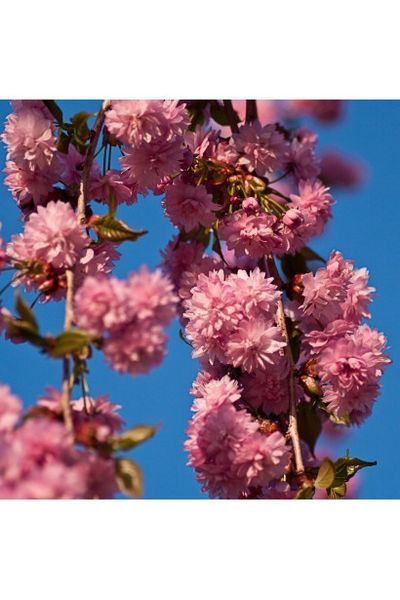 Вишня дрібнопильчаста &lsquo;Kiku-Shidare-Zakura&rsquo; (Prunus serrulata Kiku-shidare) 01.013.025 фото