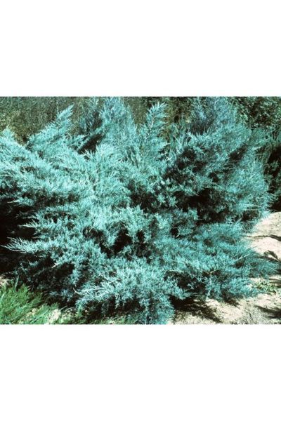 Ялівець середній Пфітцеріана Глаука (Juniperus media Pfitzeriana Glauca) 02.009.096 фото