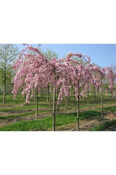 Вишня дрібнопильчаста &lsquo;Kiku-Shidare-Zakura&rsquo; (Prunus serrulata Kiku-shidare) 01.013.025 фото