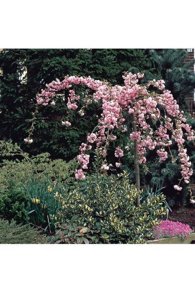 Вишня дрібнопильчаста &lsquo;Kiku-Shidare-Zakura&rsquo; (Prunus serrulata Kiku-shidare) 01.013.025 фото