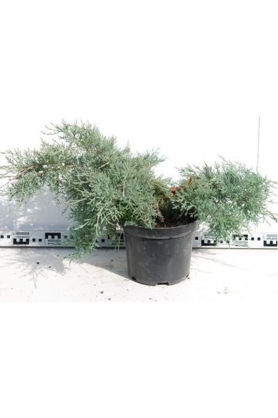 Ялівець середній Пфітцеріана Глаука (Juniperus media Pfitzeriana Glauca) 02.009.096 фото