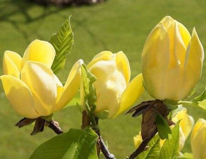 Магнолія бруклінська &rsquo;Yellow Bird&rsquo; (Magnolia brooklynensis Yellow Bird) 01.003.022 фото