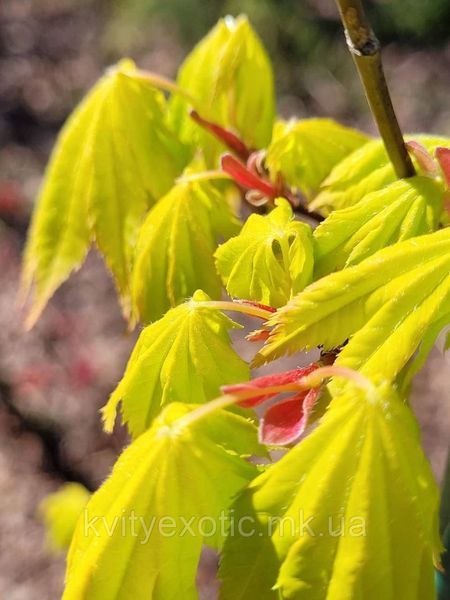 Клен японський Йордан (Acer shirasawanum Jordan) 01.001.165 фото