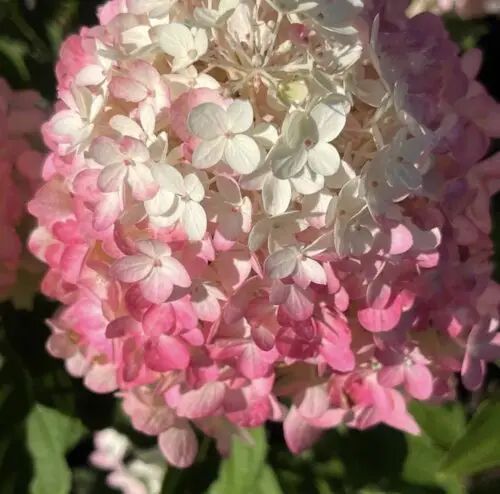 ГОРТЕНЗІЯ ВОЛОТИСТА 'ПІНКАЧУ' (Hydrangea paniculata Pinkachu) 01.034.050 фото