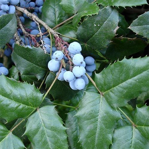 Магінія eurybracteata "М'яка ласка" (Mahonia eurybracteata Soft Caress) 01.072.003 фото