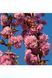 Вишня дрібнопильчаста &lsquo;Kiku-Shidare-Zakura&rsquo; (Prunus serrulata Kiku-shidare) 01.013.025 фото 4