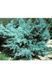 Ялівець середній Пфітцеріана Глаука (Juniperus media Pfitzeriana Glauca) 02.009.096 фото 2