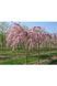 Вишня дрібнопильчаста &lsquo;Kiku-Shidare-Zakura&rsquo; (Prunus serrulata Kiku-shidare) 01.013.025 фото 3