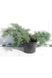 Ялівець середній Пфітцеріана Глаука (Juniperus media Pfitzeriana Glauca) 02.009.096 фото 3