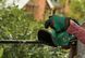 Кусторез аккумуляторный Bosch EasyHedgeCut EasyHedgeCut 18-45 18В (0.600.849.H02) 0.600.849.H02 фото 5