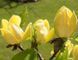 Магнолія бруклінська &rsquo;Yellow Bird&rsquo; (Magnolia brooklynensis Yellow Bird) 01.003.022 фото 2