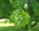 Ґінкго дволопатеве (Ginkgo biloba) 01.010.008 фото 1