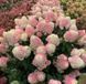 ГОРТЕНЗІЯ ВОЛОТИСТА 'ПІНКАЧУ' (Hydrangea paniculata Pinkachu) 01.034.050 фото 1