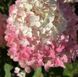 ГОРТЕНЗІЯ ВОЛОТИСТА 'ПІНКАЧУ' (Hydrangea paniculata Pinkachu) 01.034.050 фото 2