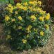 Магінія eurybracteata "М'яка ласка" (Mahonia eurybracteata Soft Caress) 01.072.003 фото 1