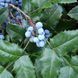 Магінія eurybracteata "М'яка ласка" (Mahonia eurybracteata Soft Caress) 01.072.003 фото 3