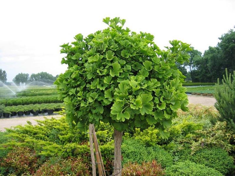 Ґінкго дволопатеве (Ginkgo biloba) 01.010.008 фото