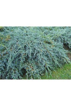 Ялівець середній Пфітцеріана Глаука (Juniperus media Pfitzeriana Glauca) 02.009.152 фото