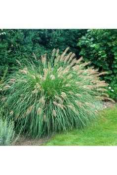 Пеннісетум лисохвостий &lsquo;Hameln&rsquo;(Pennisetum alopecuroides Hameln) 03.013.011 фото