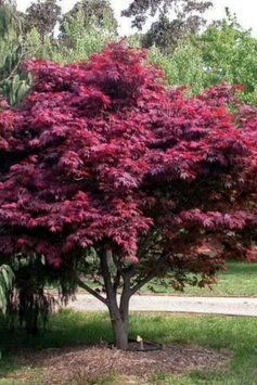 КЛЕН ПАЛЬМОЛИСТИЙ 'АТРОПУРПУРЕУМ' (Acer palmatum Atropurpureum) 01.001.038 фото