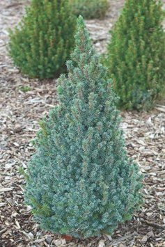 Ялина канадська Сандерс Блю К (Picea glauca Sanders Blue C) 02.002.237 фото