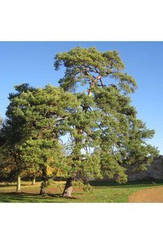 Сосна звичайна (Pinus sylvestris) 02.003.141 фото