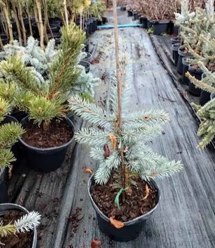 Ялина колюча Ольденбург С (Picea pungens Oldenburg С) 02.002.241 фото