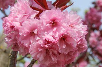САКУРА 'РОЯЛ БУРГУНДІ' К/Ст (Prunus serrulata Royal Burgundy) 01.013.035 фото