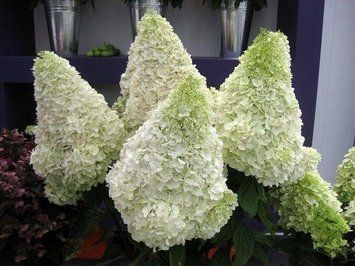 ГОРТЕНЗІЯ ВОЛОТИСТА 'ПОЛАР БЕР' (Hydrangea paniculata Polar Bear) 01.034.032 фото
